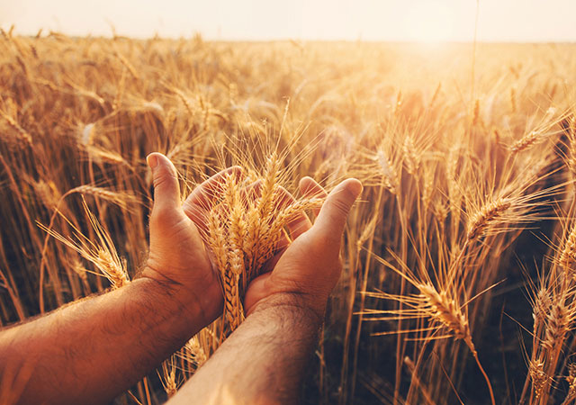 Agricultural research